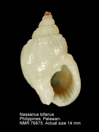 Nassarius bifarius