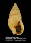 Nassarius pupinoides