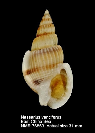 Nassarius variciferus