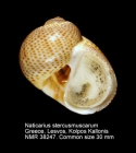 Naticarius stercusmuscarum