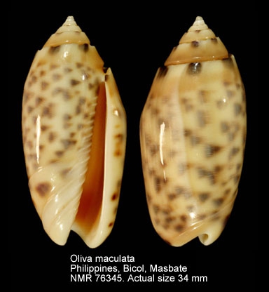 Oliva maculata