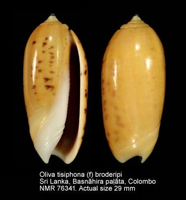 Oliva tisiphona