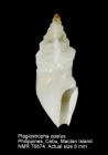 Plagiostropha opalus
