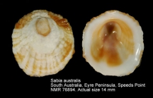Sabia australis