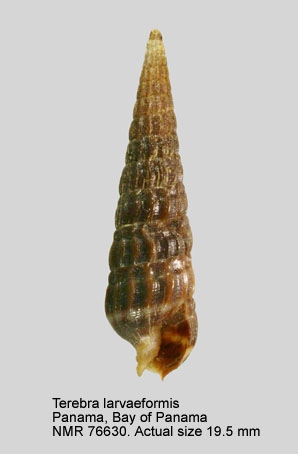 Terebra larvaeformis
