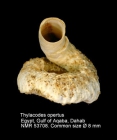 Thylacodes inopertus