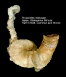 Thylacodes medusae