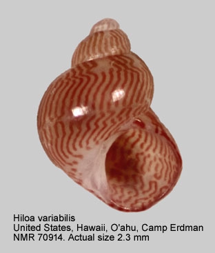 Hiloa variabilis