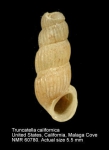 Truncatellidae