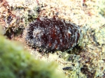 Holothuria poli (juvenile)