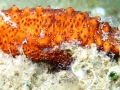 Echinodermata (echinoderms)