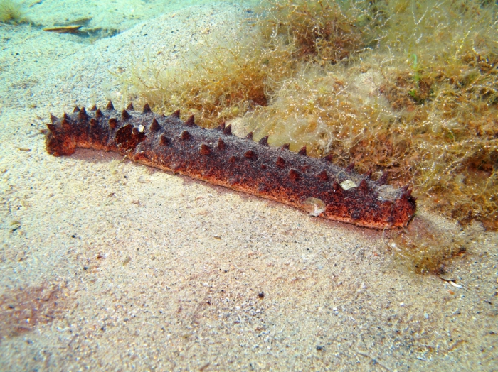 Holothuria tubulosa Holothuria tubulosa
