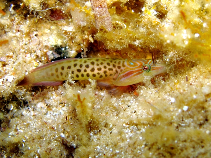 Lepadogaster lepadogaster Lepadogaster lepadogaster