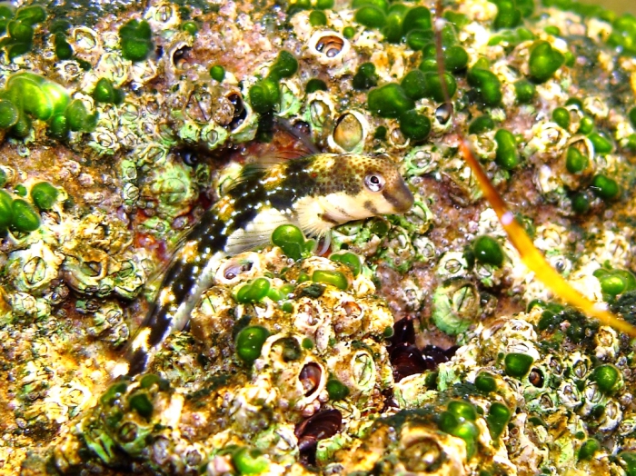Microlipophrys adriaticus