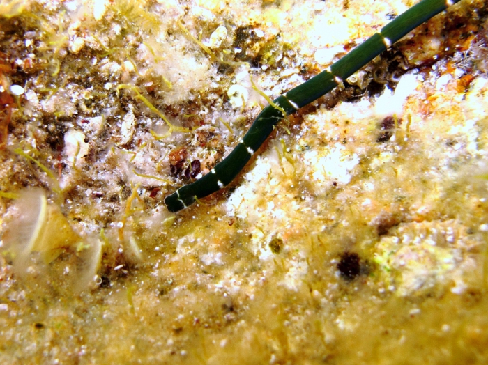 Notospermus geniculatus Notospermus geniculatus