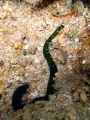 Nemertea (ribbon worms)