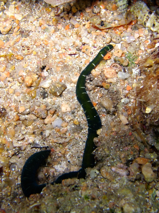 Notospermus geniculatus Notospermus geniculatus