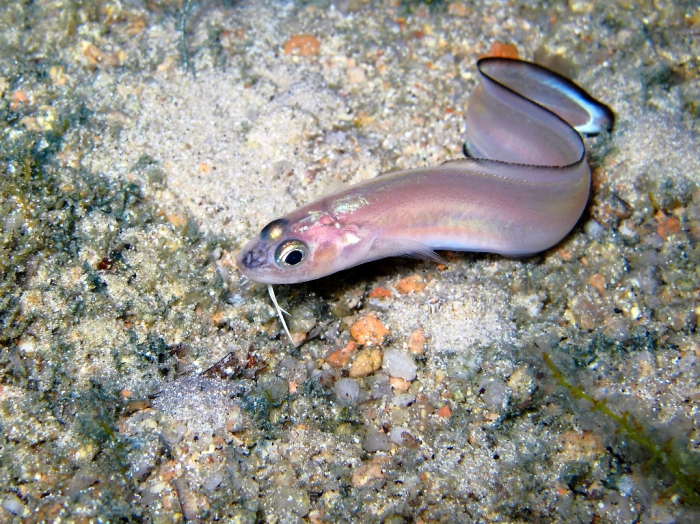 Ophidion rochei Ophidion rochei