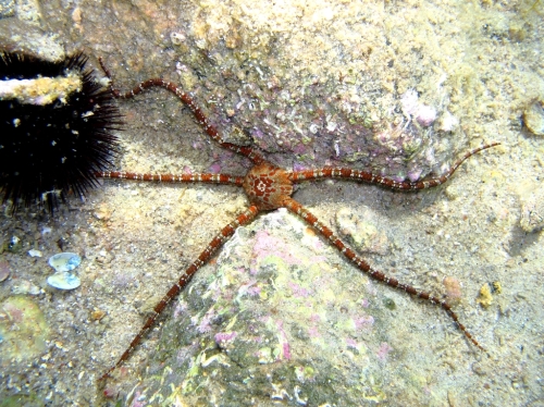 Ophioderma longicauda