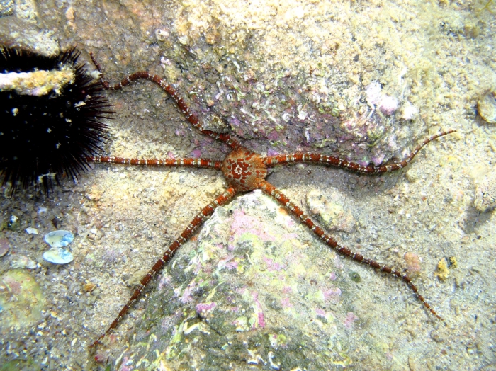 Ophioderma longicauda Ophioderma longicauda