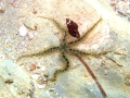 Echinodermata (echinoderms)