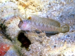 Parablennius tentacularis (male)
