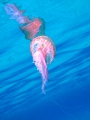 Scyphozoa (jelly fish)