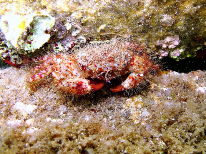 Pilumnus villosissimus Pilumnus villosissimus