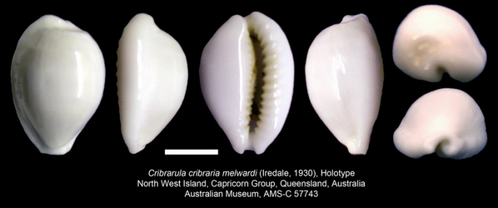 Cribrarula cribraria melwardi