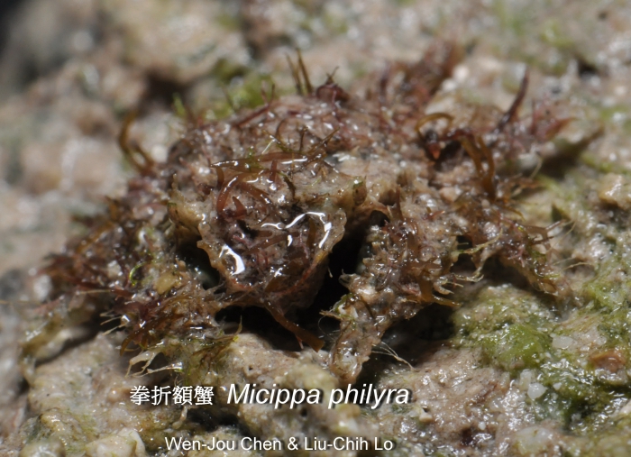 Micippa philyra Micippa philyra