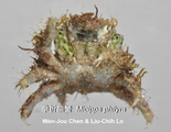 Micippa philyra, author: Wen-Jou Chen & Liu-Chih Lo