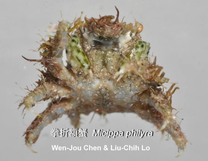 Micippa philyra Micippa philyra