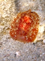 Pleurobranchus membranaceus