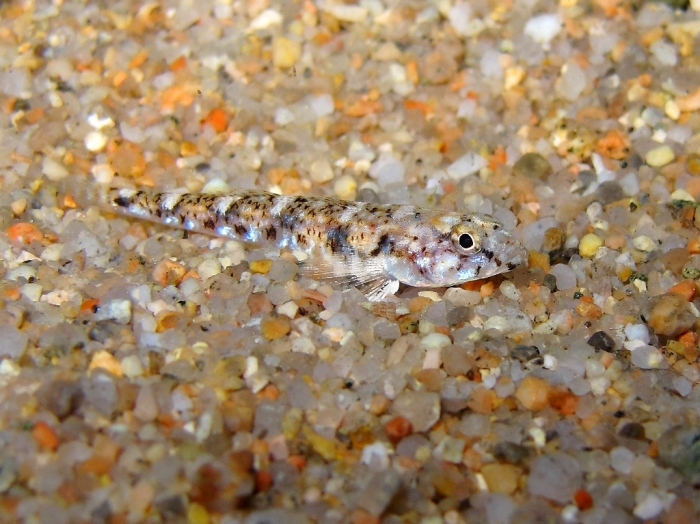 Pomatoschistus marmoratus (female - by night) Pomatoschistus marmoratus (female - by night)