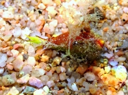 Posidonia oceanica (seed)