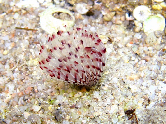 Sabella pavonina Sabella pavonina