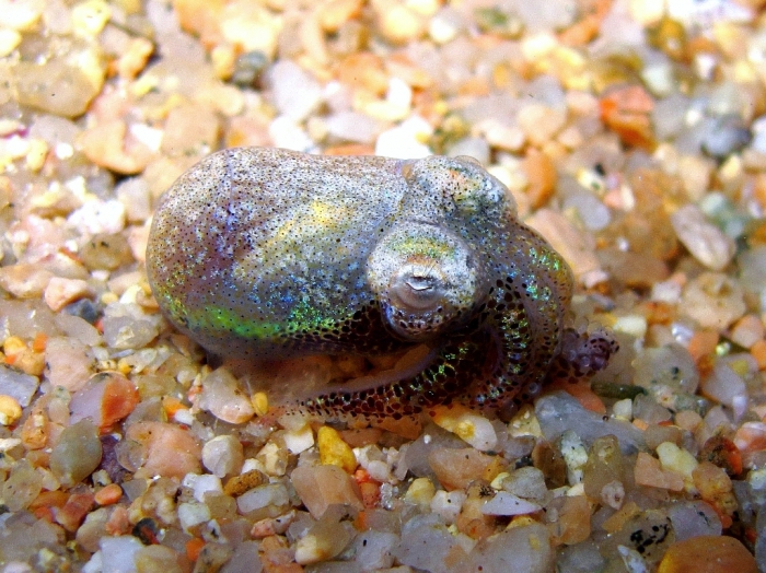 Sepiola sp. Sepiola sp.