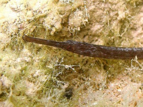 Syngnathus taenionotus