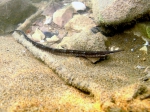 Syngnathus taenionotus