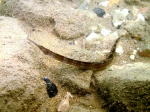 Syngnathus taenionotus