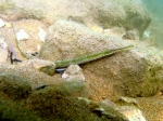 Syngnathus taenionotus