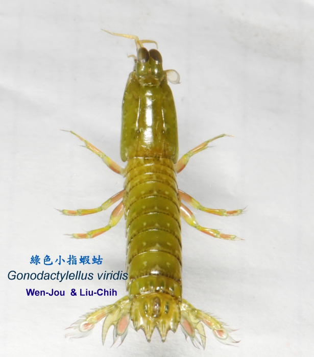 Gonodactylus chiragra (juvenile)