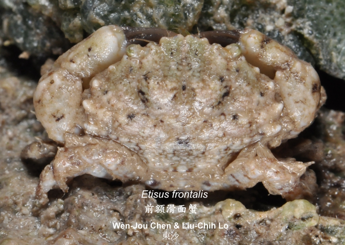 Etisus frontalis Etisus frontalis