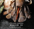 Coenobita violascens, author: WJChen & LCLo
