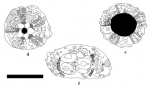 Goniopygus annularis
