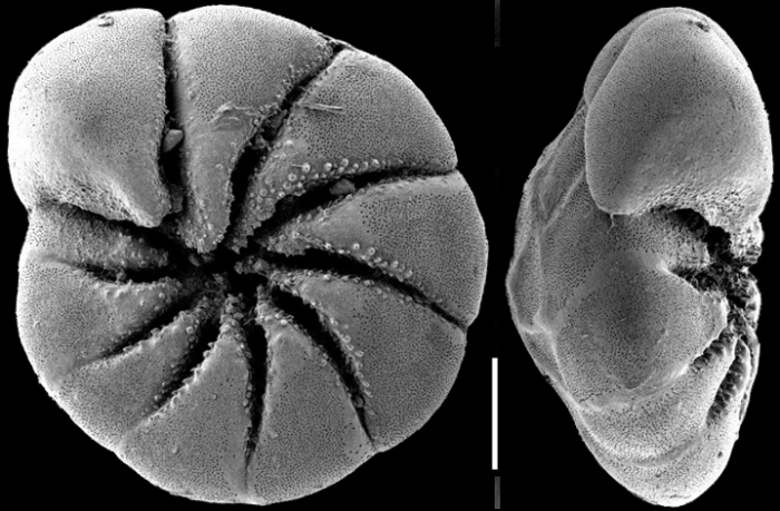 Ammonia aoteana New Zealand