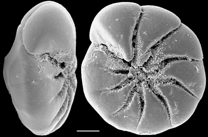 Ammonia aoteana New Zealand