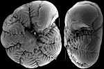 Chromista - Foraminifera (foraminifers)