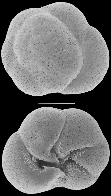 Ammonia advena USA Ammonia advena USA