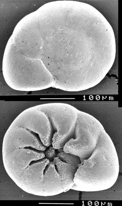 Ammonia advena USA